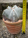 Symmetrical and slow-growing Astrophytum Myriostigma cactus, perfect for sunny locations or collectors' greenhouses.