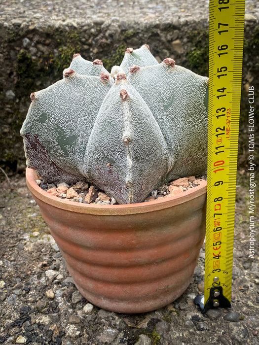 Symmetrical and slow-growing Astrophytum Myriostigma cactus, perfect for sunny locations or collectors' greenhouses.