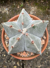 Astrophytum Myriostigma cactus with ribbed, smooth design, potted in well-drained organic substrate for sale.