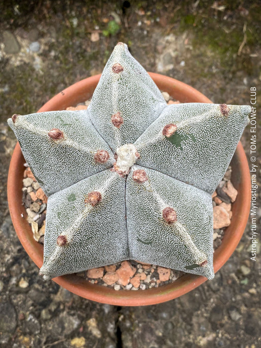 Astrophytum Myriostigma cactus with ribbed, smooth design, potted in well-drained organic substrate for sale.