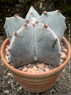 Organically grown Astrophytum Myriostigma cactus with stunning yellow flowers, available at TOMs FLOWer CLUB.