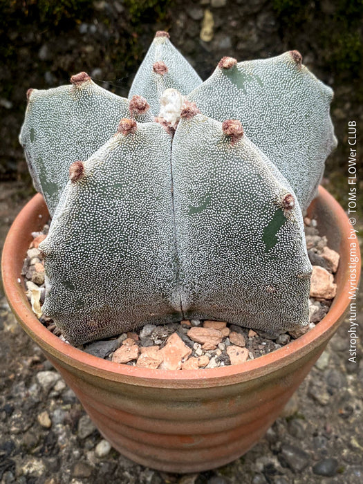 Organically grown Astrophytum Myriostigma cactus with stunning yellow flowers, available at TOMs FLOWer CLUB.