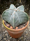 Astrophytum Myriostigma cactus, a star-like wonder for sunny spaces, grown with organic care and precision.