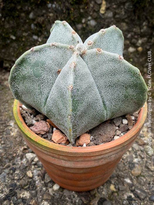 Astrophytum Myriostigma cactus, a star-like wonder for sunny spaces, grown with organic care and precision.