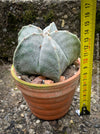 Astrophytum Myriostigma cactus with yellow flowers, perfect for sunny locations, displayed in a clay pot.