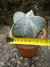 Astrophytum Myriostigma cactus, a star-like wonder for sunny spaces, grown with organic care and precision.