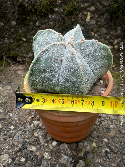 Astrophytum Myriostigma cactus, a star-like wonder for sunny spaces, grown with organic care and precision.