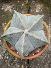 Starry Astrophytum Myriostigma cactus with yellow blooms, slow-growing and ideal for minimalistic decor.