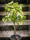 Arbutus Unedo - Strawberry Tree, ever green, hardy, winterhart, organically grown garden plants, scrubs and trees for sale at TOMs FLOWer CLUB.