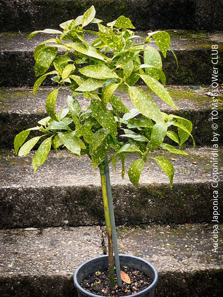 Arbutus Unedo - Strawberry Tree, ever green, hardy, winterhart, organically grown garden plants, scrubs and trees for sale at TOMs FLOWer CLUB.