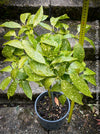 Aucuba Japonica Crotonifolia, ever green, hardy, winterhart, variegata, organically grown garden plants, scrubs and trees for sale at TOMs FLOWer CLUB.