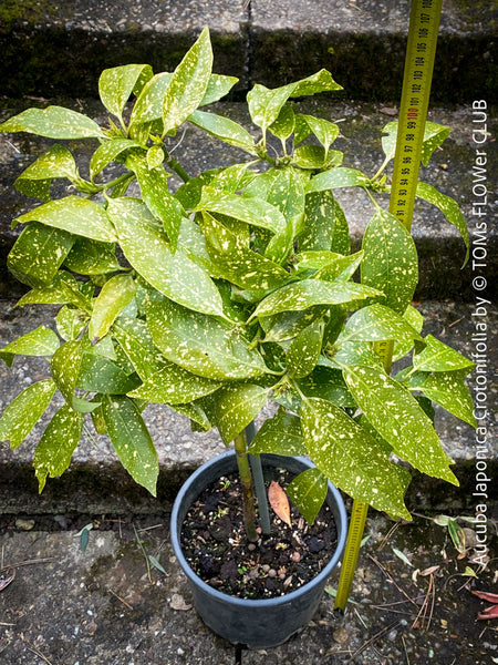 Aucuba Japonica Crotonifolia, ever green, hardy, winterhart, variegata, organically grown garden plants, scrubs and trees for sale at TOMs FLOWer CLUB.