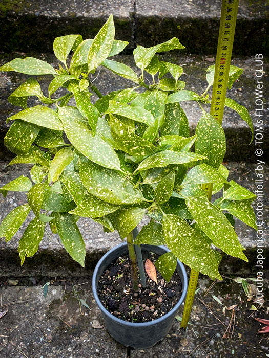 Aucuba Japonica Crotonifolia, ever green, hardy, winterhart, variegata, organically grown garden plants, scrubs and trees for sale at TOMs FLOWer CLUB.