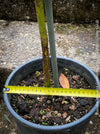 Aucuba Japonica Crotonifolia, ever green, hardy, winterhart, variegata, organically grown garden plants, scrubs and trees for sale at TOMs FLOWer CLUB.