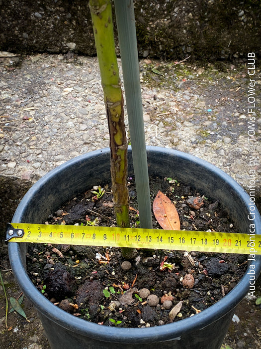 Aucuba Japonica Crotonifolia, ever green, hardy, winterhart, variegata, organically grown garden plants, scrubs and trees for sale at TOMs FLOWer CLUB.