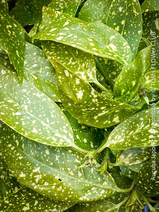 Aucuba Japonica Crotonifolia, ever green, hardy, winterhart, variegata, organically grown garden plants, scrubs and trees for sale at TOMs FLOWer CLUB.