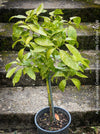 Aucuba Japonica Crotonifolia, ever green, hardy, winterhart, variegata, organically grown garden plants, scrubs and trees for sale at TOMs FLOWer CLUB.