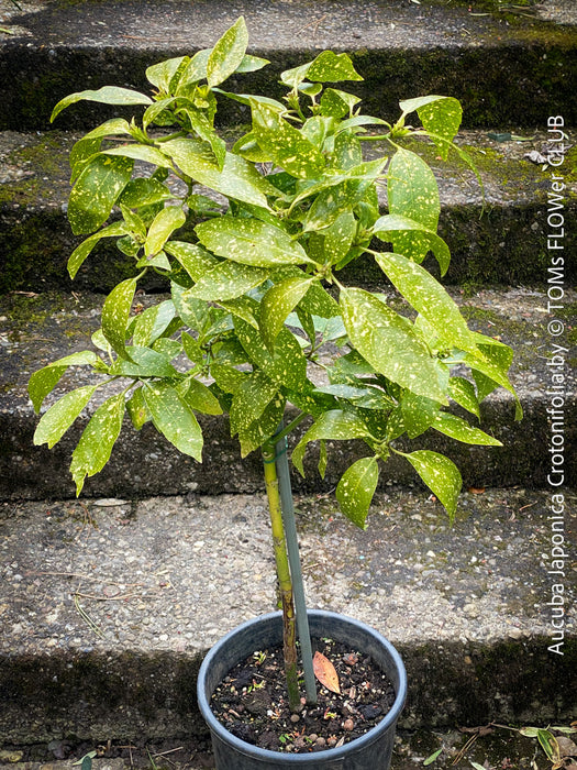 Aucuba Japonica Crotonifolia, ever green, hardy, winterhart, variegata, organically grown garden plants, scrubs and trees for sale at TOMs FLOWer CLUB.