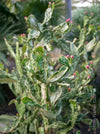 Opuntia monacantha monstruosa albo-pink variegata, organically grown succulent plants for sale, TOMs FLOWer CLUB