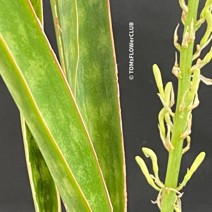 sansevieria aethiopica Sansevieria aethiopica | organically grown succulent plants