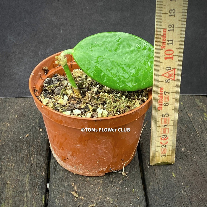 Hoya benitotanii, organically grown tropical hoya plants for sale at TOMsFLOWer CLUB.