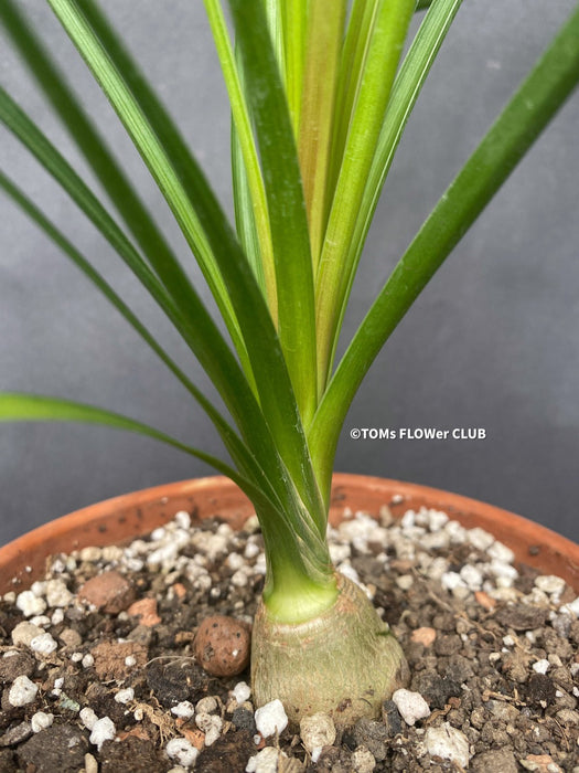 Beaucarnea, Nolina Recurvata, Flaschenbaum, Wasserpalme oder Elefantenbaum, Bottle tree, water palm or elephant tree, organically grown caudex plants for sale at TOMs FLOWer CLUB.