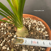 Beaucarnea, Nolina Recurvata, Flaschenbaum, Wasserpalme oder Elefantenbaum, Bottle tree, water palm or elephant tree, organically grown caudex plants for sale at TOMs FLOWer CLUB.