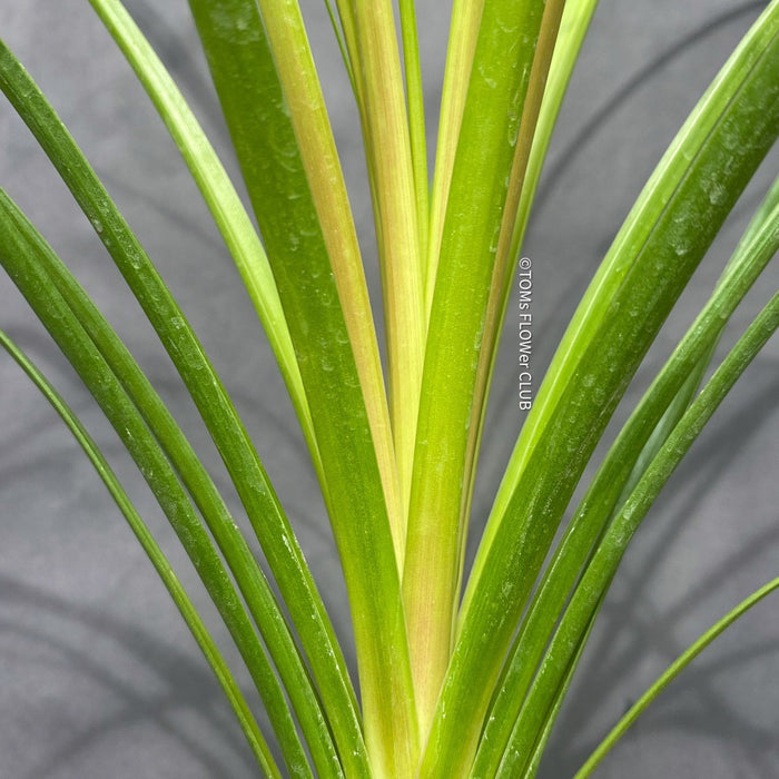 Beaucarnea, Nolina Recurvata, Flaschenbaum, Wasserpalme oder Elefantenbaum, Bottle tree, water palm or elephant tree, organically grown caudex plants for sale at TOMs FLOWer CLUB.