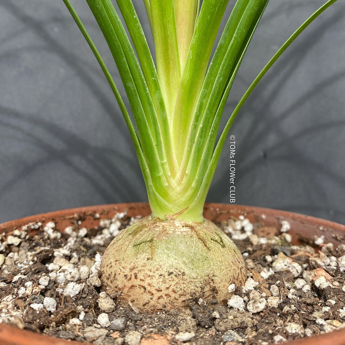 Beaucarnea, Nolina Recurvata, Flaschenbaum, Wasserpalme oder Elefantenbaum, Bottle tree, water palm or elephant tree, organically grown caudex plants for sale at TOMs FLOWer CLUB.