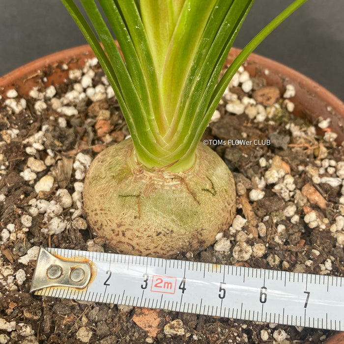 Beaucarnea, Nolina Recurvata, Flaschenbaum, Wasserpalme oder Elefantenbaum, Bottle tree, water palm or elephant tree, organically grown caudex plants for sale at TOMs FLOWer CLUB.