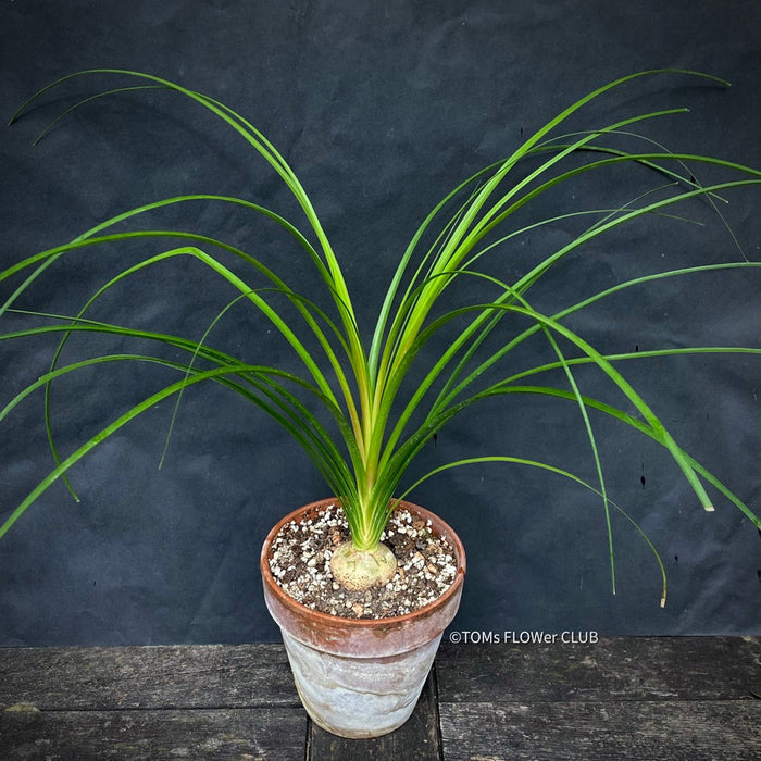 Beaucarnea, Nolina Recurvata, Flaschenbaum, Wasserpalme oder Elefantenbaum, Bottle tree, water palm or elephant tree, organically grown caudex plants for sale at TOMs FLOWer CLUB.