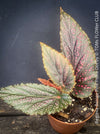 Begonia Benigo Pink Polka Dot, organically grown tropical plants for sale at TOMs FLOWer CLUB.