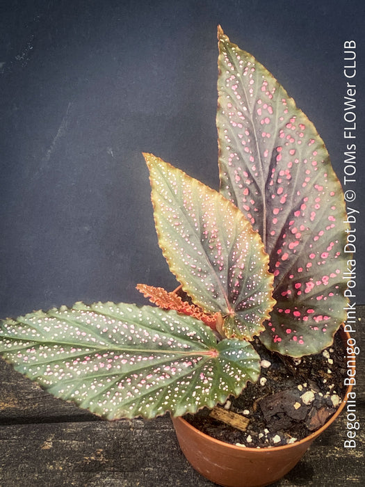 Begonia Benigo Pink Polka Dot, organically grown tropical plants for sale at TOMs FLOWer CLUB.