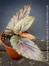 Begonia Benigo Pink Polka Dot, organically grown tropical plants for sale at TOMs FLOWer CLUB.