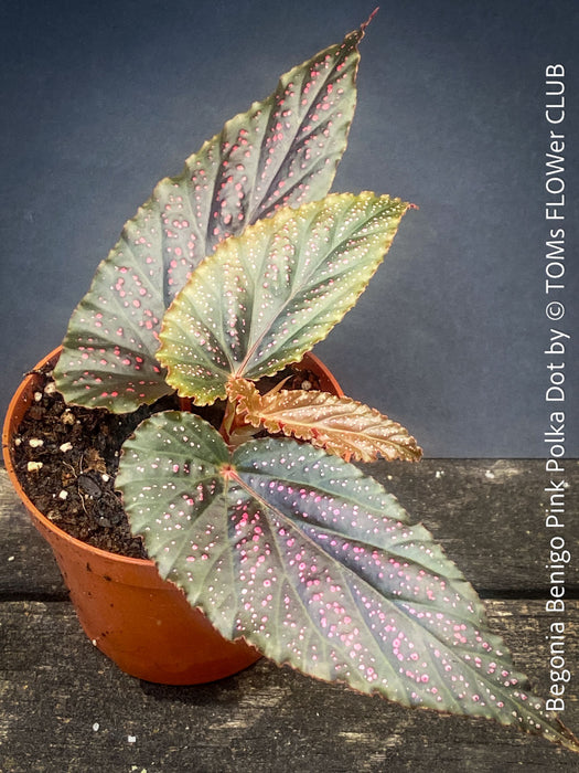 Begonia Benigo Pink Polka Dot, organically grown tropical plants for sale at TOMs FLOWer CLUB.