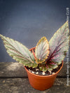 Begonia Benigo Pink Polka Dot, organically grown tropical plants for sale at TOMs FLOWer CLUB.