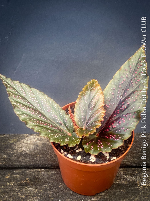 Begonia Benigo Pink Polka Dot, organically grown tropical plants for sale at TOMs FLOWer CLUB.