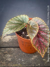 Begonia Benigo Pink Polka Dot, organically grown tropical plants for sale at TOMs FLOWer CLUB.