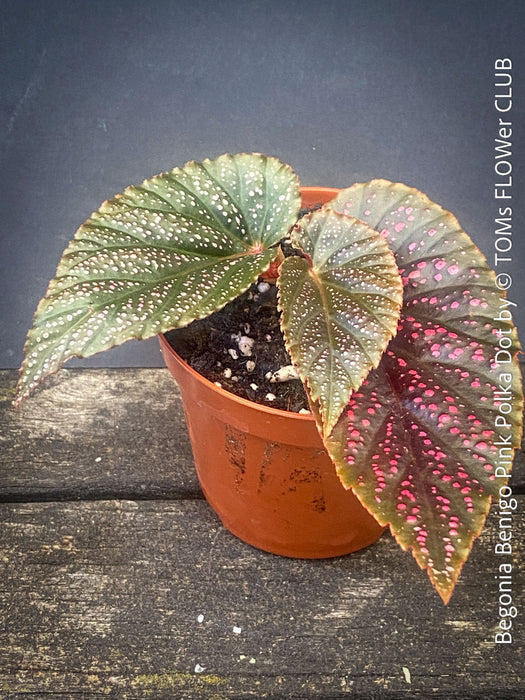 Begonia Benigo Pink Polka Dot, organically grown tropical plants for sale at TOMs FLOWer CLUB.