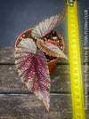 Begonia Benigo Pink Polka Dot, organically grown tropical plants for sale at TOMs FLOWer CLUB.