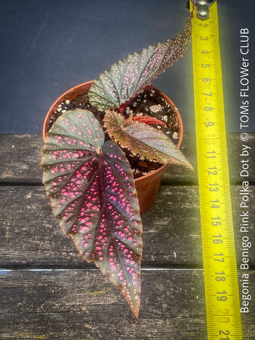 Begonia Benigo Pink Polka Dot, organically grown tropical plants for sale at TOMs FLOWer CLUB.