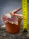 Begonia Benigo Pink Polka Dot, organically grown tropical plants for sale at TOMs FLOWer CLUB.