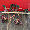 Begonia Black Fang, organically grown tropical plants for sale at TOMs FLOWer CLUB.