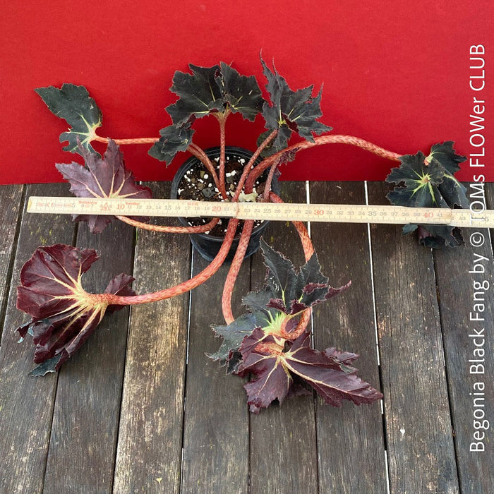 Begonia Black Fang, organically grown tropical plants for sale at TOMs FLOWer CLUB.