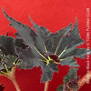 Begonia Black Fang, organically grown tropical plants for sale at TOMs FLOWer CLUB.