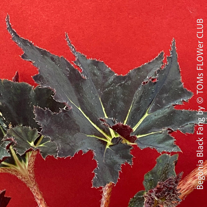 Begonia Black Fang, organically grown tropical plants for sale at TOMs FLOWer CLUB.