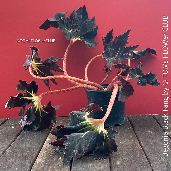 Begonia Black Fang, organically grown tropical plants for sale at TOMs FLOWer CLUB.