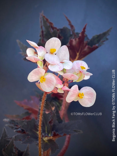 Begonia Black Fang, organically grown tropical plants for sale at TOMs FLOWer CLUB.