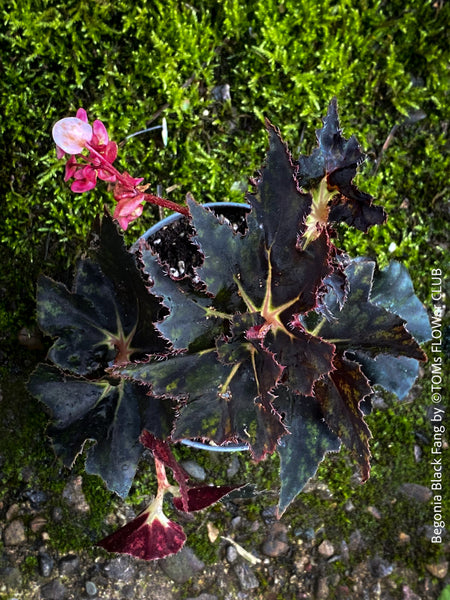 Begonia Black Fang, organically grown tropical plants for sale at TOMs FLOWer CLUB.