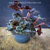 Begonia Black Fang from leaf propagation, organically grown tropical plants for sale at TOMs FLOWer CLUB.